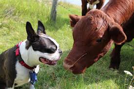 boston terrier and cow