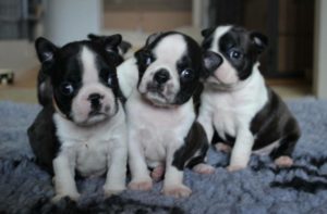 boston terrier group