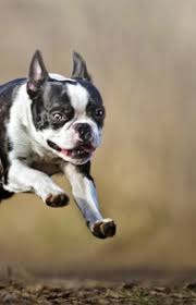 boston terrier playing