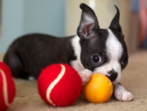 boston terrier with toys