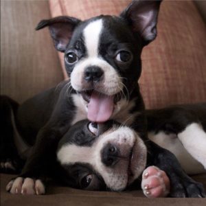 happy Boston Terrier