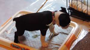 housebreaking a boston terrier