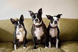 quirky Boston Terriers