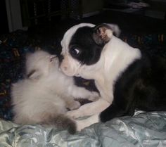 terrier and kitten