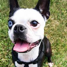 boston terrier eye troubles