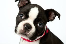 boston terrier pup