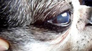 terrier eyes