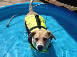 doggie life vest