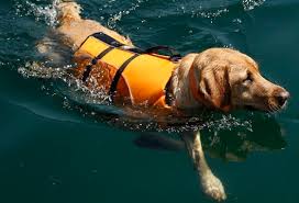 teaching a dog to swim