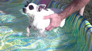 teaching terriers to swim