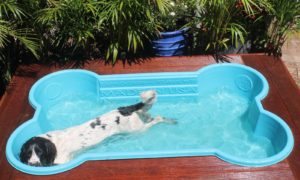 bone dog pool