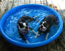 boston terrier pools