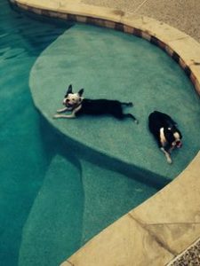 boston terriers pool safety