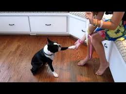 boston terrier training