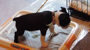 housebreaking a boston terrier