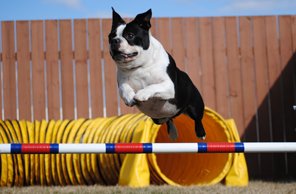 training boston terriers